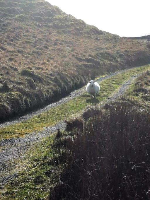 Zipworld Waterfalls Eryri Dogs Welcome 3 Bed Sleeps 5 Blaenau Ffestiniog Kültér fotó